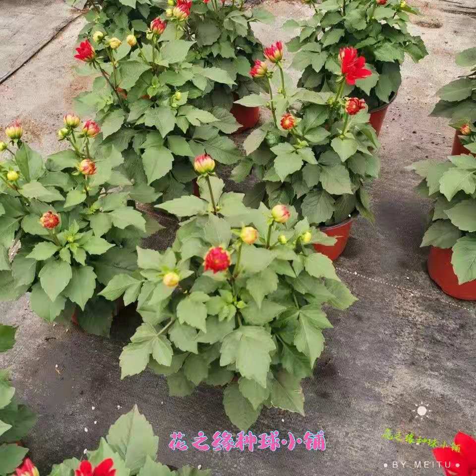 大丽花重瓣巨型花四季种球地瓜花种子球根花卉庭院种植花盆栽植物-图2