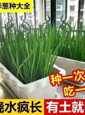 四季小香葱籽小香葱种子阳