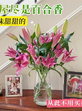 水培植物香水百合花盆栽花