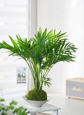 袖珍椰子苔藓球水培室内办