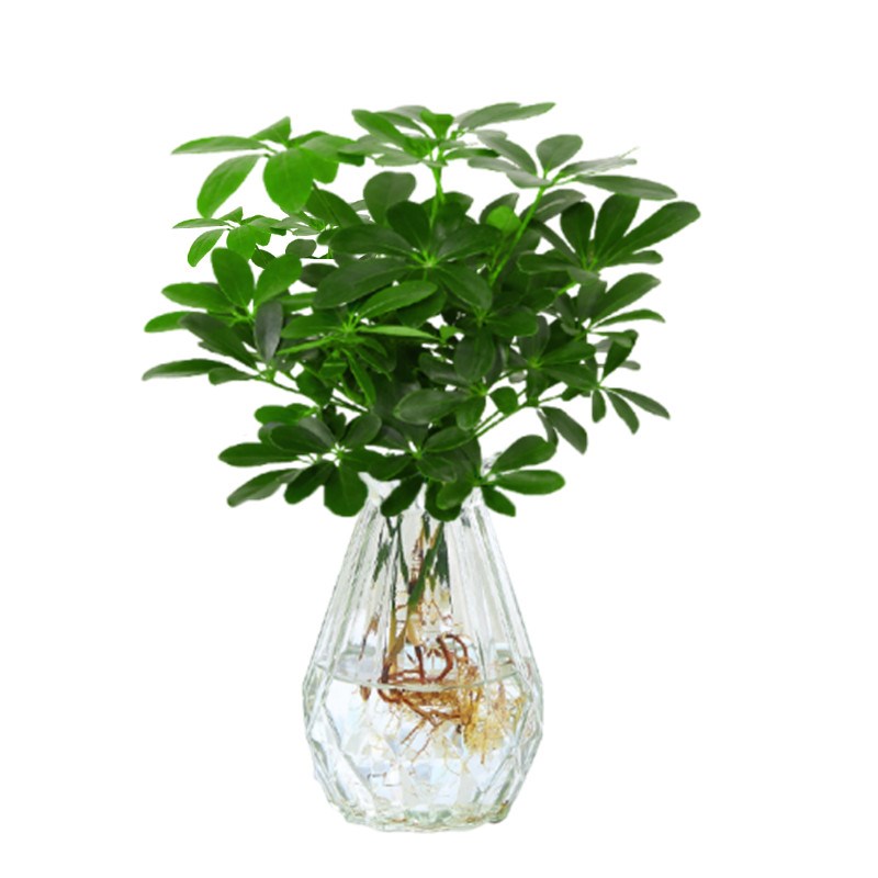 室内盆栽植物不需要阳光七叶莲水培盆栽招财树八方来财发财树水养-图3