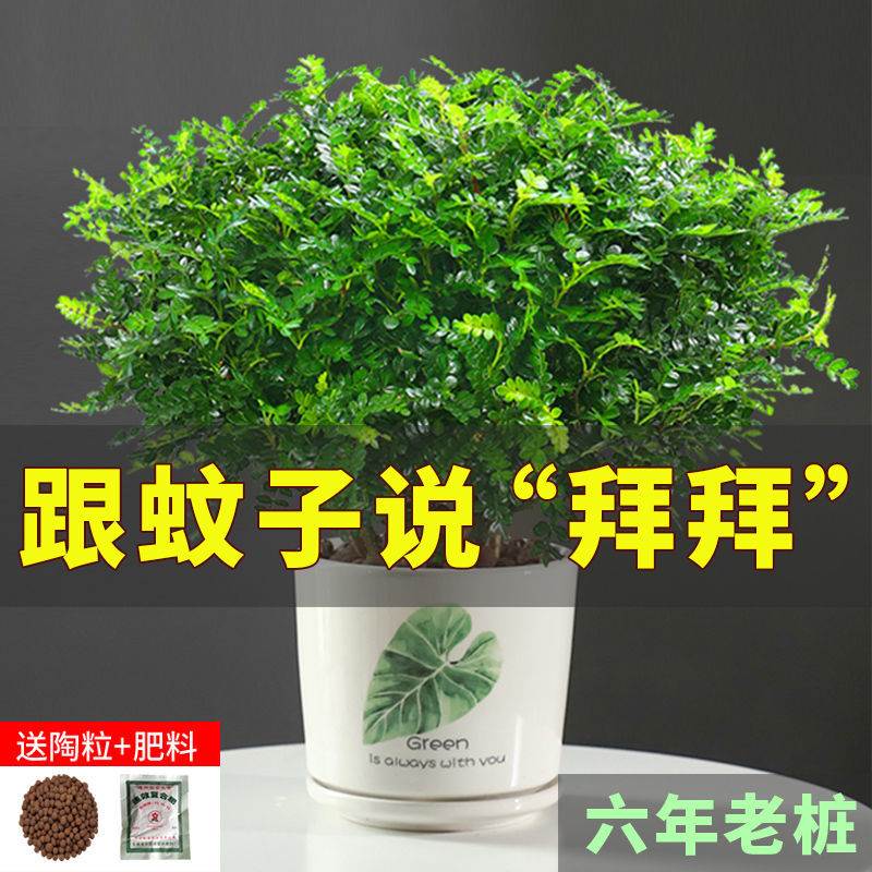 正宗清香胡椒木盆栽浓香型驱蚊虫花草植物室内绿植好养九里香树苗-图3