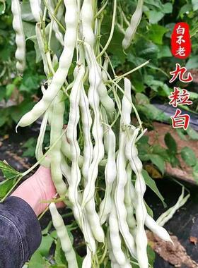 白不老芸豆种子高产九粒白