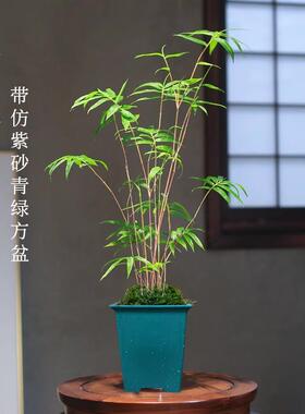 红竹红观音竹苔玉球苔藓球
