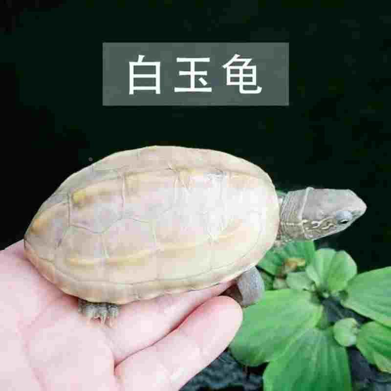 白玉龟顶墨龟全黑小乌龟活体宠物外塘深水龟情侣一对观赏白化草龟,淘宝优惠券,粉丝福利购,淘宝优惠卷