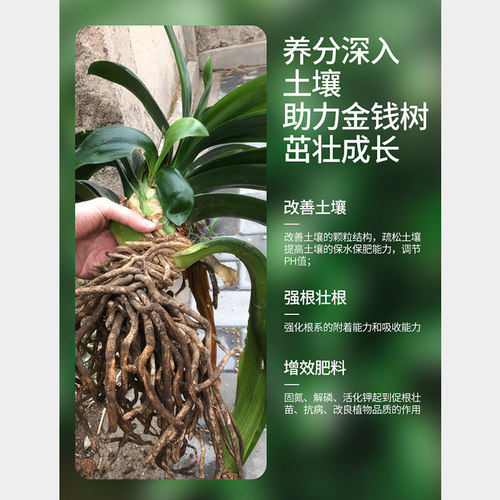 速发金钱树肥料专用肥营养液花肥防黄室内盆栽养花用植绿通卉型肥 - 图1