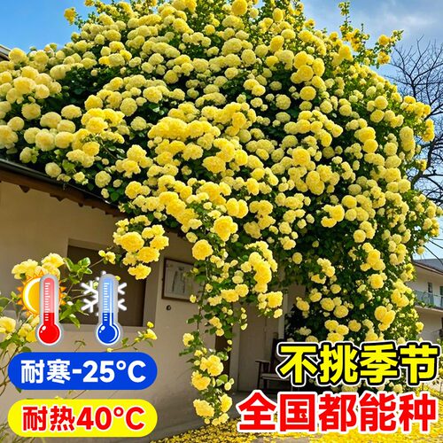 重瓣黄木香爬藤老桩特大苗爬墙花卉植物庭院阳台红白木香树苗盆栽 - 图1