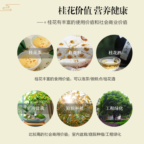 桂花树苗地栽四季常青桂花树金桂丹桂大树苗庭院植物阳台浓香花卉 - 图3