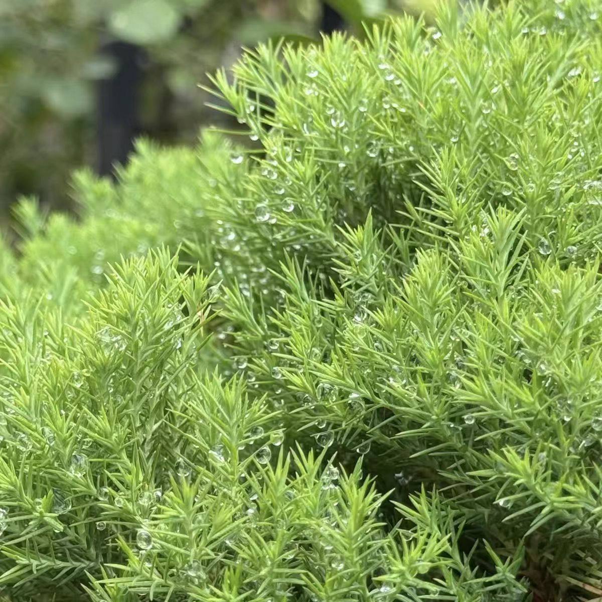 皮球松盆栽阳台室外地栽多年生耐寒耐热四季常绿松柏球花镜植物,淘宝优惠券,粉丝福利购,淘宝优惠卷