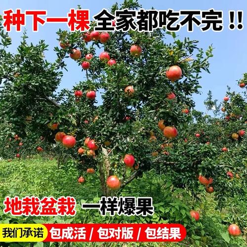 石榴树树苗突尼斯软籽石榴苗地栽庭院果树特大带土无籽甜石榴树苗 - 图2