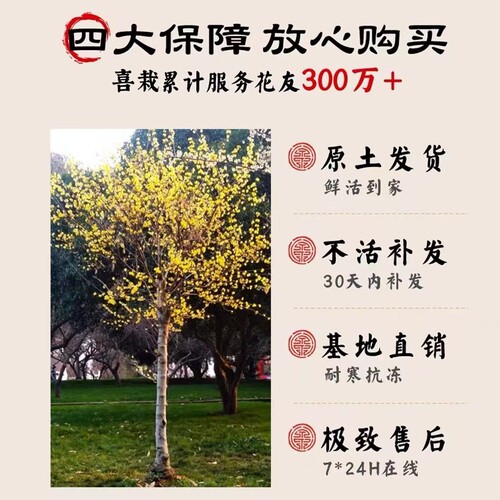 腊梅花树苗庭院地栽耐寒冬季开花卉植物阳台浓香原生高杆素心腊梅 - 图2