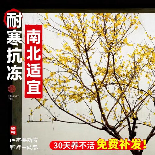 腊梅花树苗庭院地栽耐寒冬季开花卉植物阳台浓香原生高杆素心腊梅 - 图1