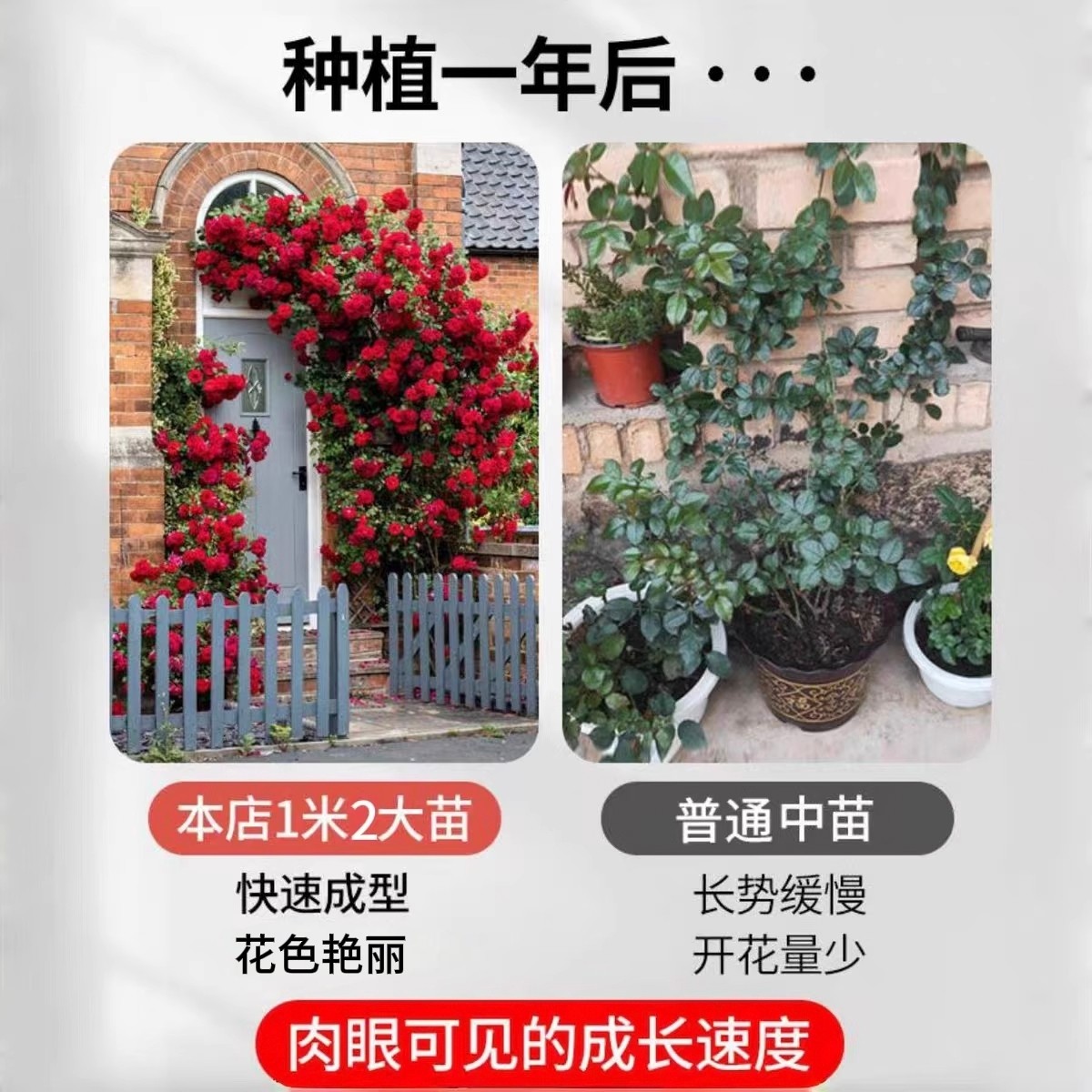 蔷薇藤本月季花苗特大花浓香型庭院爬藤四季盆栽阳台玫瑰爬墙植物,淘宝优惠券,粉丝福利购,淘宝优惠卷