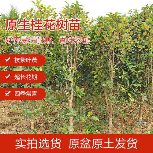 桂花树苗八月黄金桂丹桂庭院大型别墅地栽盆栽植物耐寒四季桂绿化 - 图2