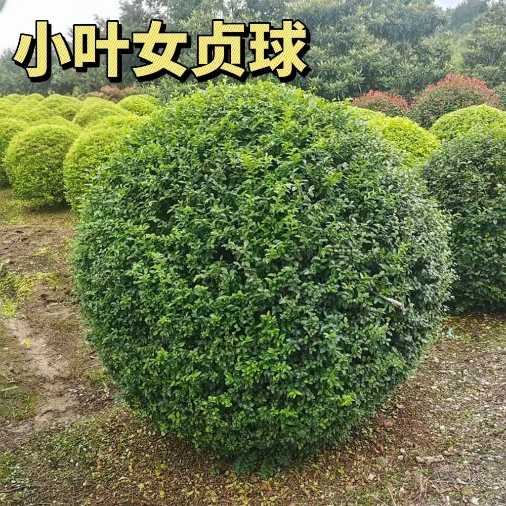 小叶黄杨球大叶冬青球石楠球茶梅球金森女贞球庭院户外球形绿化苗,淘宝优惠券,粉丝福利购,淘宝优惠卷