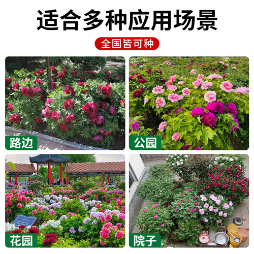 牡丹花树苗庭院地栽大苗缠枝花带芽苞观赏牡丹花重瓣大花树苗浓香 - 图1