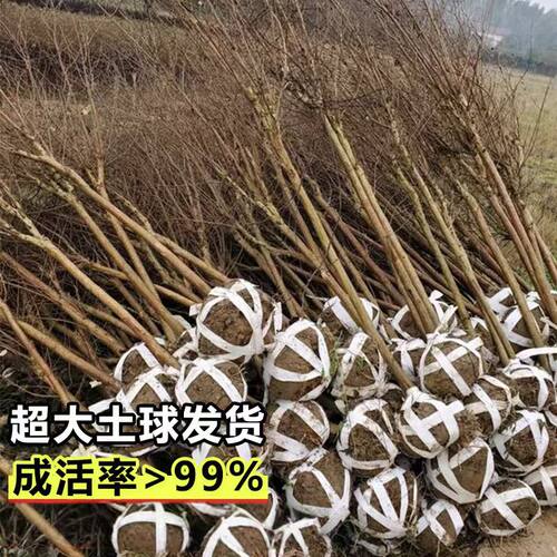 红紫薇树苗庭院花卉大苗植物室外红紫薇花苗别墅绿化盆栽多季开花 - 图1
