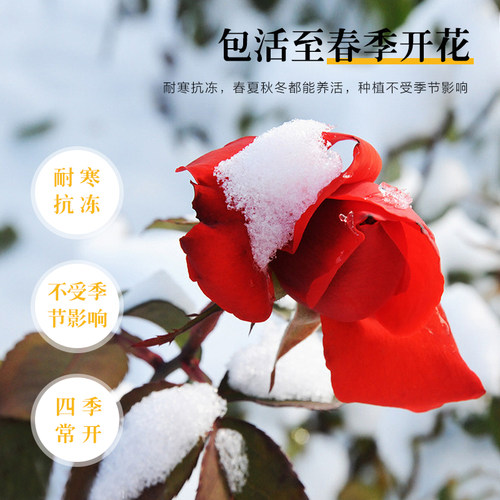 蔷薇花苗爬藤月季庭院阳台藤蔓植物龙沙宝石大花玫瑰爬墙藤本月季 - 图1