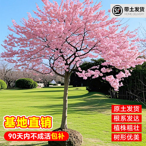 日本樱花树苗南北方室外庭院种植绿化工程苗大型高杆樱花苗风景树 - 图1