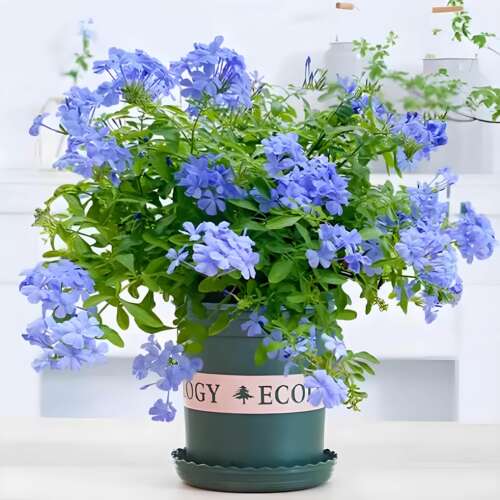 蓝雪花大苗盆栽地栽鲜花卉绿植室内带花苗阳台爬藤耐热四季好养 - 图3