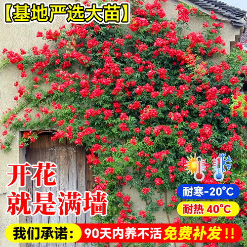 四季爬藤红木香花苗爬藤植物庭院花卉盆栽重瓣黄木香无刺蔷薇花苗 - 图0
