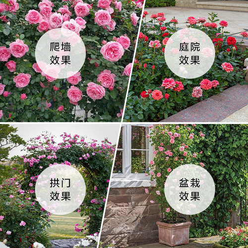 蔷薇花苗爬藤月季庭院阳台藤蔓植物龙沙宝石大花玫瑰爬墙藤本月季 - 图0