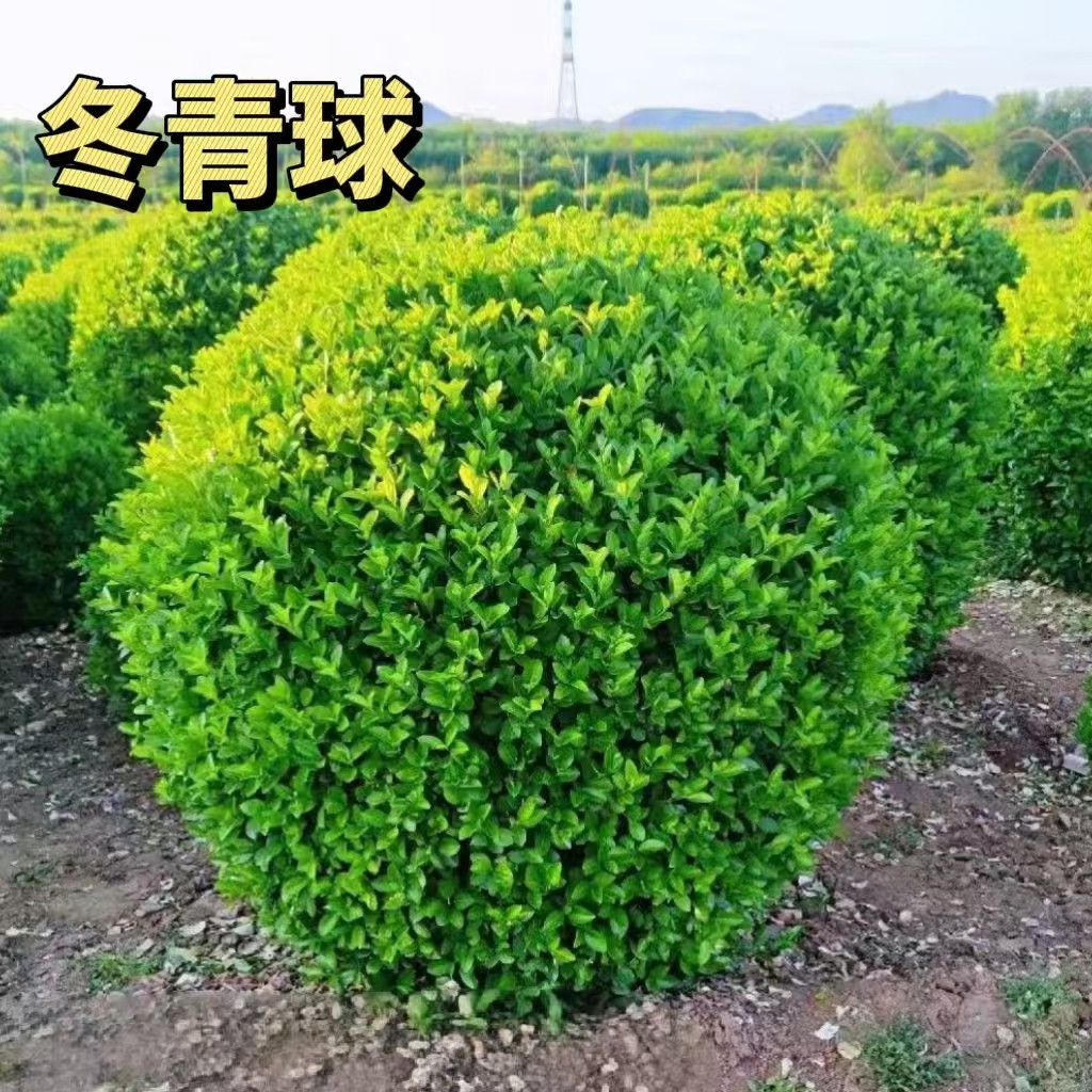 小叶黄杨球大叶冬青球石楠球茶梅球金森女贞球庭院户外球形绿化苗,淘宝优惠券,粉丝福利购,淘宝优惠卷