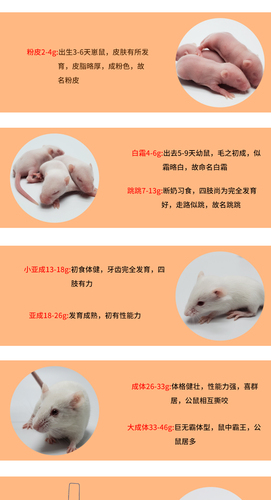 活体乳鼠红粉皮白霜无菌喂角蛙饲料爬虫猫粮小白鼠爬宠包邮蜥蜴龟