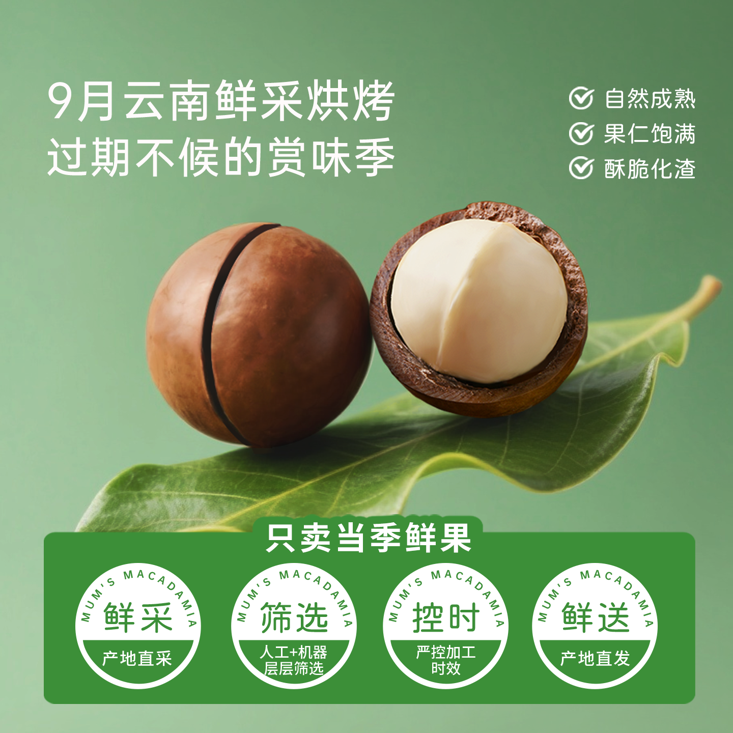 夏果妈妈云南夏威夷果大颗粒有机坚果原味无添加孕妇健康年货500g,淘宝优惠券,粉丝福利购,淘宝优惠卷