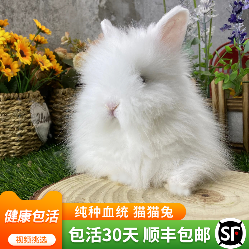 纯种盖脸猫猫兔宠物兔子活物迷你道奇双血统侏儒兔荷兰垂耳兔长毛,淘宝优惠券,粉丝福利购,淘宝优惠卷