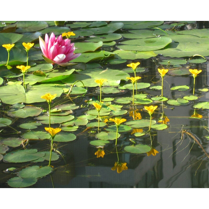 一叶莲黄花荇菜苗 莕菜养鱼龟虾缸造景观微 水草浮萍水生水培植物 - 图2