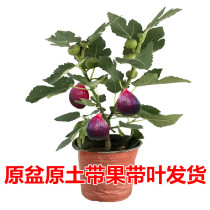 Fig tree fruit Miao frugomia frugomia with soil Southern Northern growing fruit Miao Potted without fig Miao