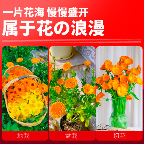 金盏菊花种籽四季种植公园景区花海庭院别墅野花组合种子耐寒花籽 - 图1