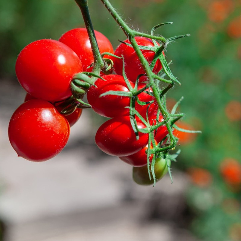 【MARSEED火星家】Currant Rush传家宝迷你小红醋栗番茄种子秧苗 - 图2