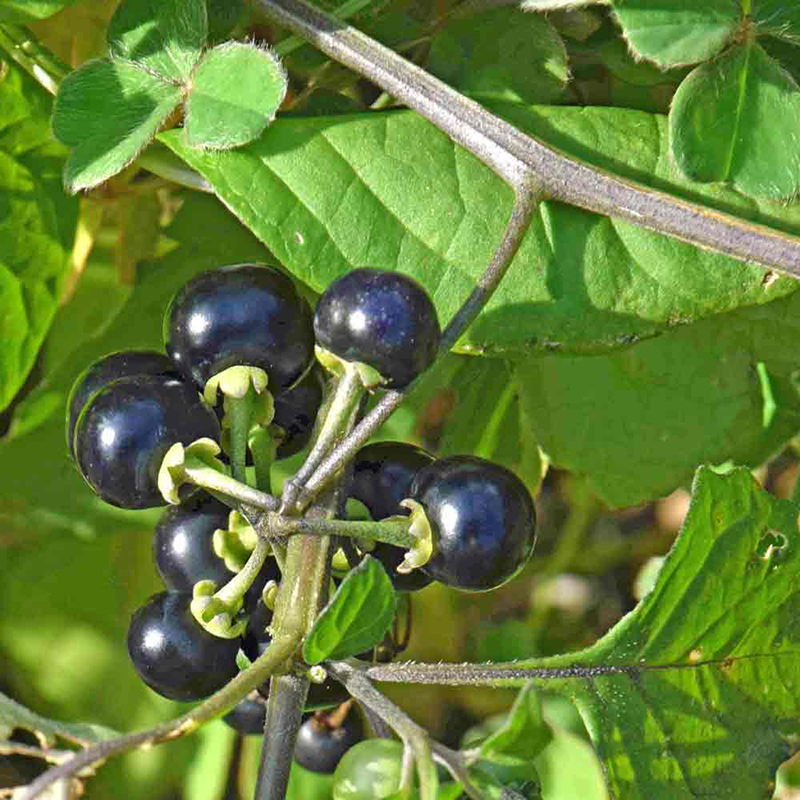 【MARSEED火星家】传家宝 Huckleberry 花园哈克贝利浆果种子籽 - 图1