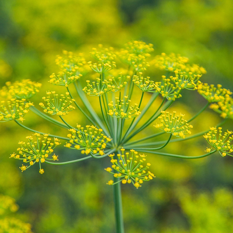 【MARSEED火星家】传家宝BOUQUET DILL 花束莳萝种子 - 图1