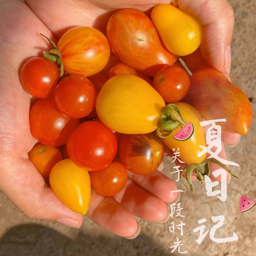 甜百万串收瀑布甜开胃酒红千禧蔬菜西红柿圣女果小番茄种子籽种苗 - 图0