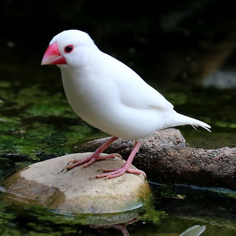【送鸟粮】观赏鸟幼灰珍珠鸟繁殖白文鸟宠物鸟手玩鸟活体一对珍珠,淘宝优惠券,粉丝福利购,淘宝优惠卷