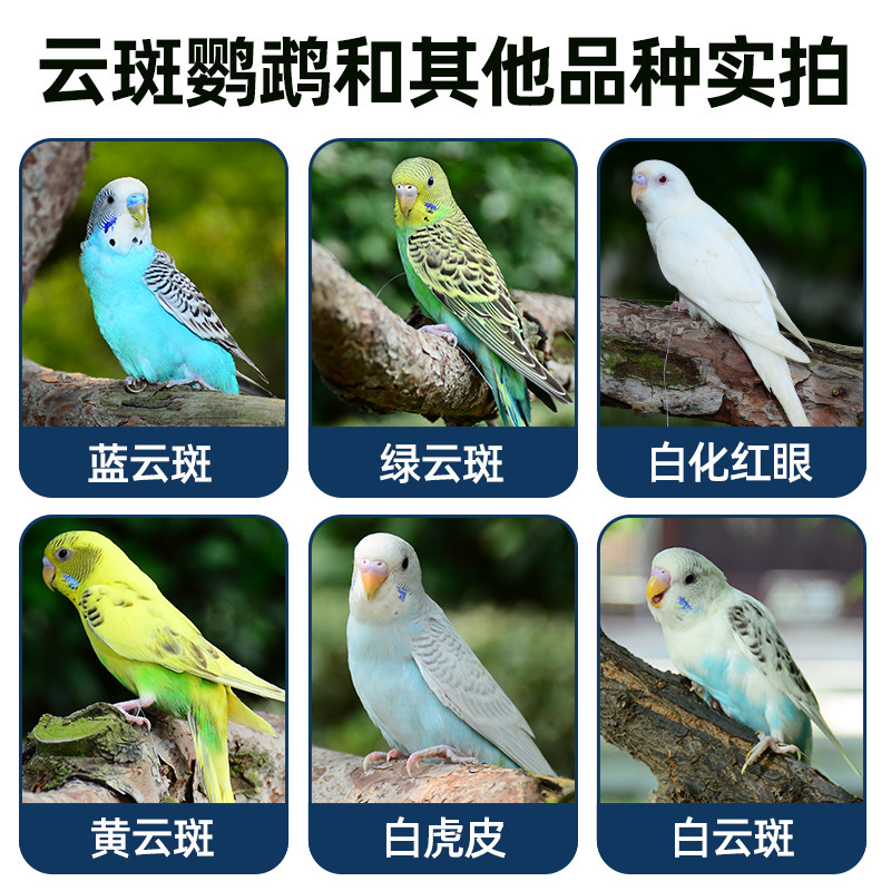 良姗博成年虎皮鹦鹉繁殖鸟下蛋鸟种鸟中小型彩色鹦鹉鸟宠物鸟活体,淘宝优惠券,粉丝福利购,淘宝优惠卷