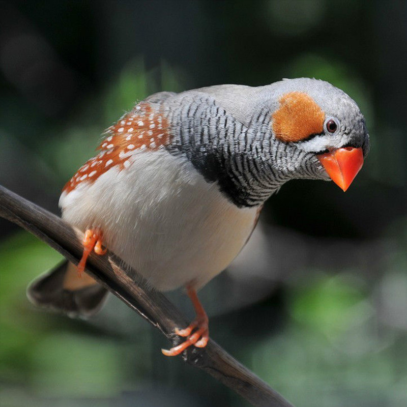 【送鸟粮】观赏鸟幼灰珍珠鸟繁殖白文鸟宠物鸟手玩鸟活体一对珍珠,淘宝优惠券,粉丝福利购,淘宝优惠卷