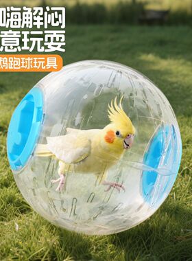 解压多功能鹦鹉玩具跑球自嗨解闷新款训练小太阳抛球滚球虎皮牡丹