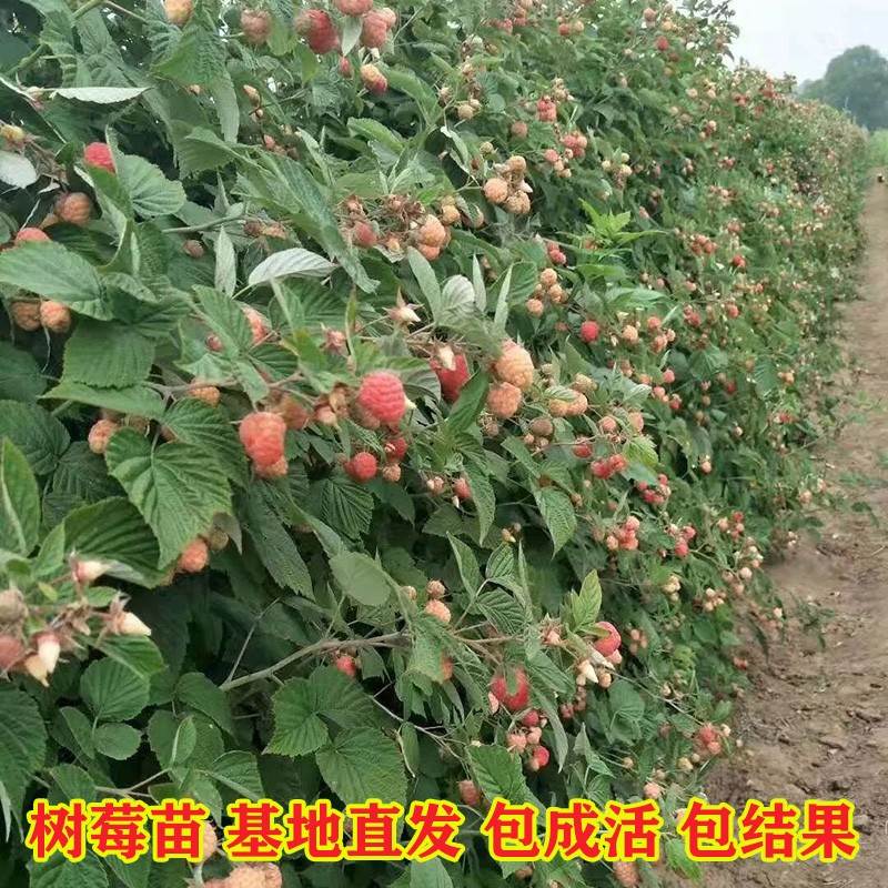 树莓苗双季树莓覆盆子树苗黄红树莓苗南方北方种植盆栽地栽果树苗 - 图2