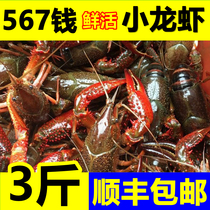 Hubei Subriver Little Lobster Living Aquatic Water 567 Money 3 catfish for Hung Lake Clearwater Shrimp Extra-large Green Red Shell Live Shrimp Shunfeng