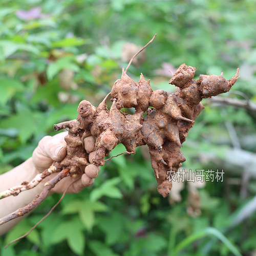 金刚藤头500g农家现挖新鲜菝葜铁菱角泡酒原料冷饭头铁刺苓金刚根 - 图0
