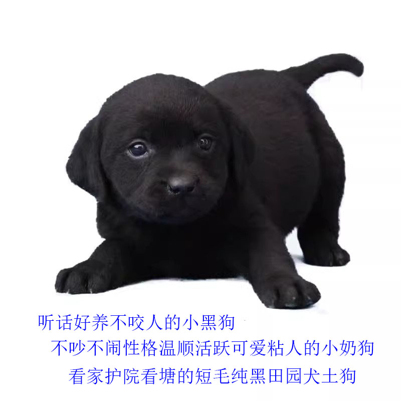 小黑狗纯黑短毛看家护院幼犬家养不掉毛不体臭健康好养不挑食土狗 - 图0