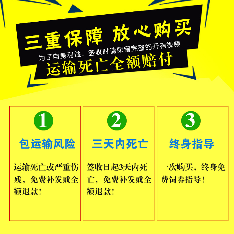 鹦鹉活鸟活物虎皮鹦鹉小鸟活鸟会学说话的鸟类活鸟宠物中小型鹦鹉 - 图2