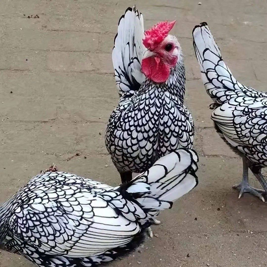 纯种成年波兰鸡小型鸡宠物鸡矮脚鸡活苗观赏鸡波兰鸡苗波兰成年,淘宝优惠券,粉丝福利购,淘宝优惠卷