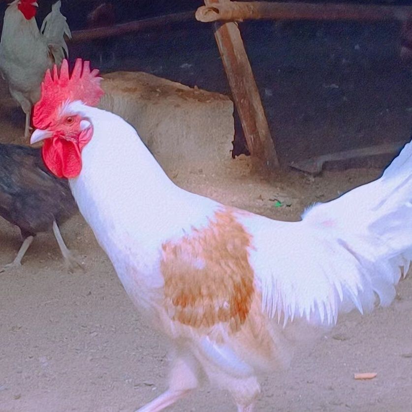 纯白鸡宠物鸡白羽鸡红羽观赏鸡成年鸡下蛋鸡花柴鸡老品种鸡,淘宝优惠券,粉丝福利购,淘宝优惠卷