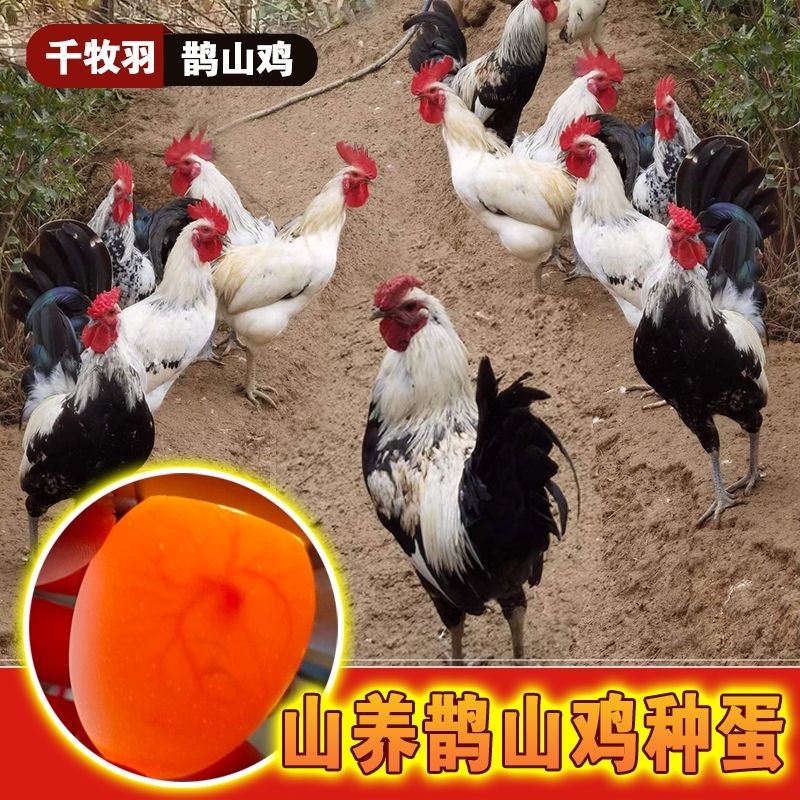 鹊山鸡种蛋受精蛋可孵化小鸡快大珍禽土鸡受精蛋山鸡正宗10枚包邮 - 图0