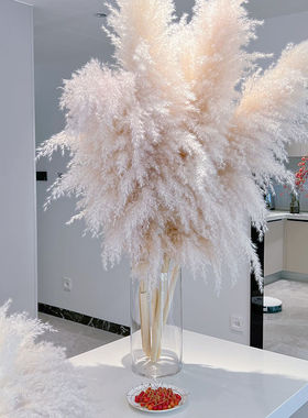 橱窗婚庆大芦苇落地摆件蒲苇造景真花干花ins风家居客厅房间装饰